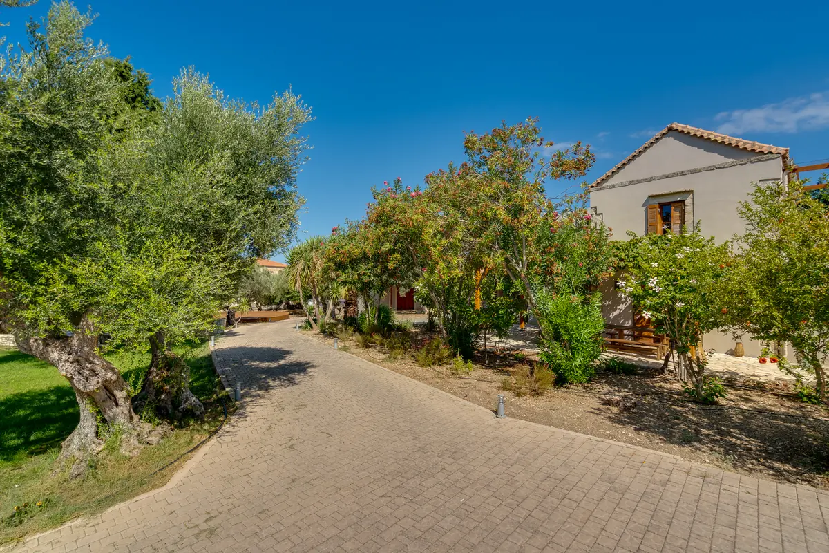 A stone-paved lane through olive trees leading to the houses of Douliana under a clear sky.