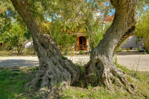 An old olive tree with a split trunk in the grounds at Armonia, the house beyond it.